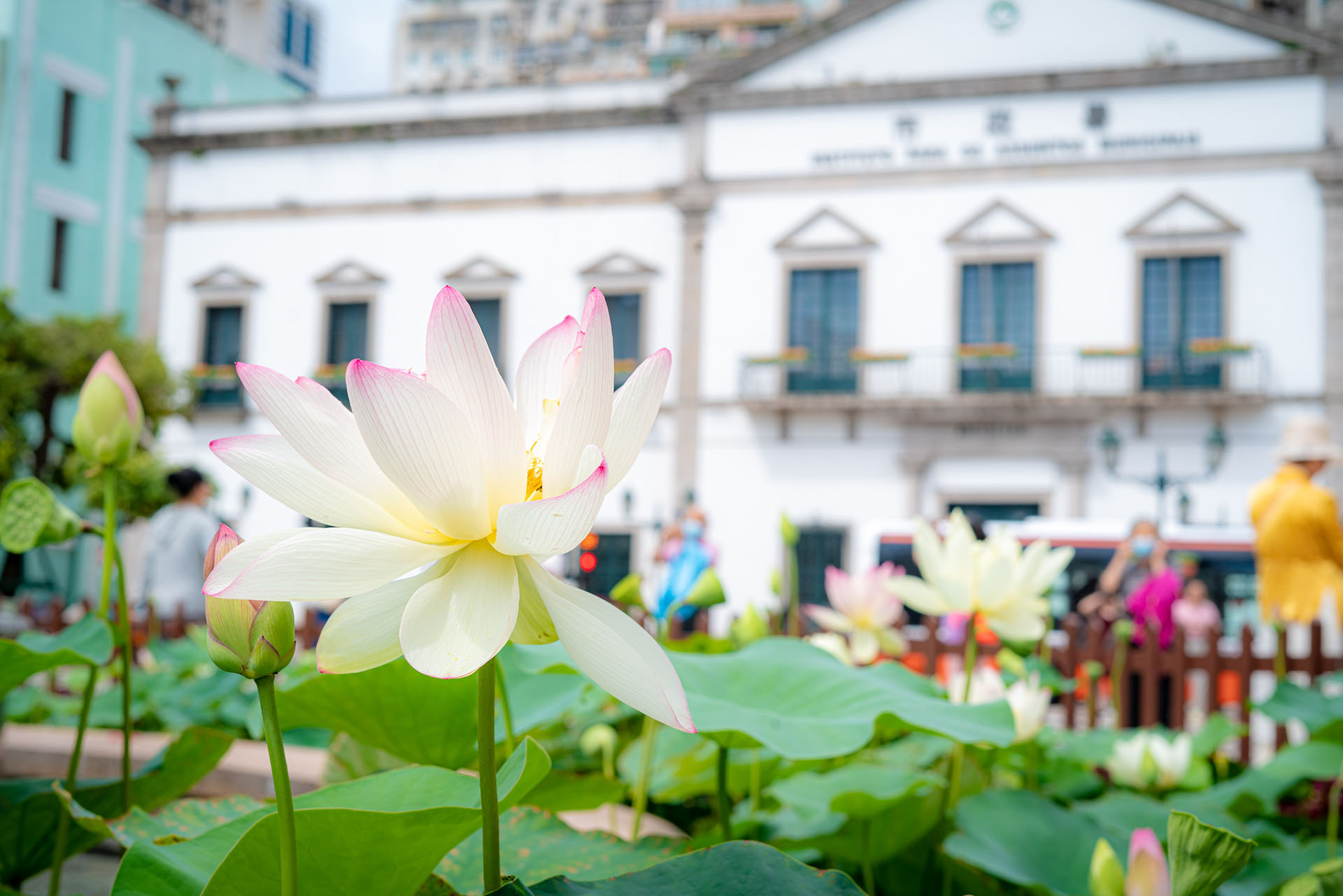 The Scent of Lotus Perfumes the City of Macao - the 26th Macao