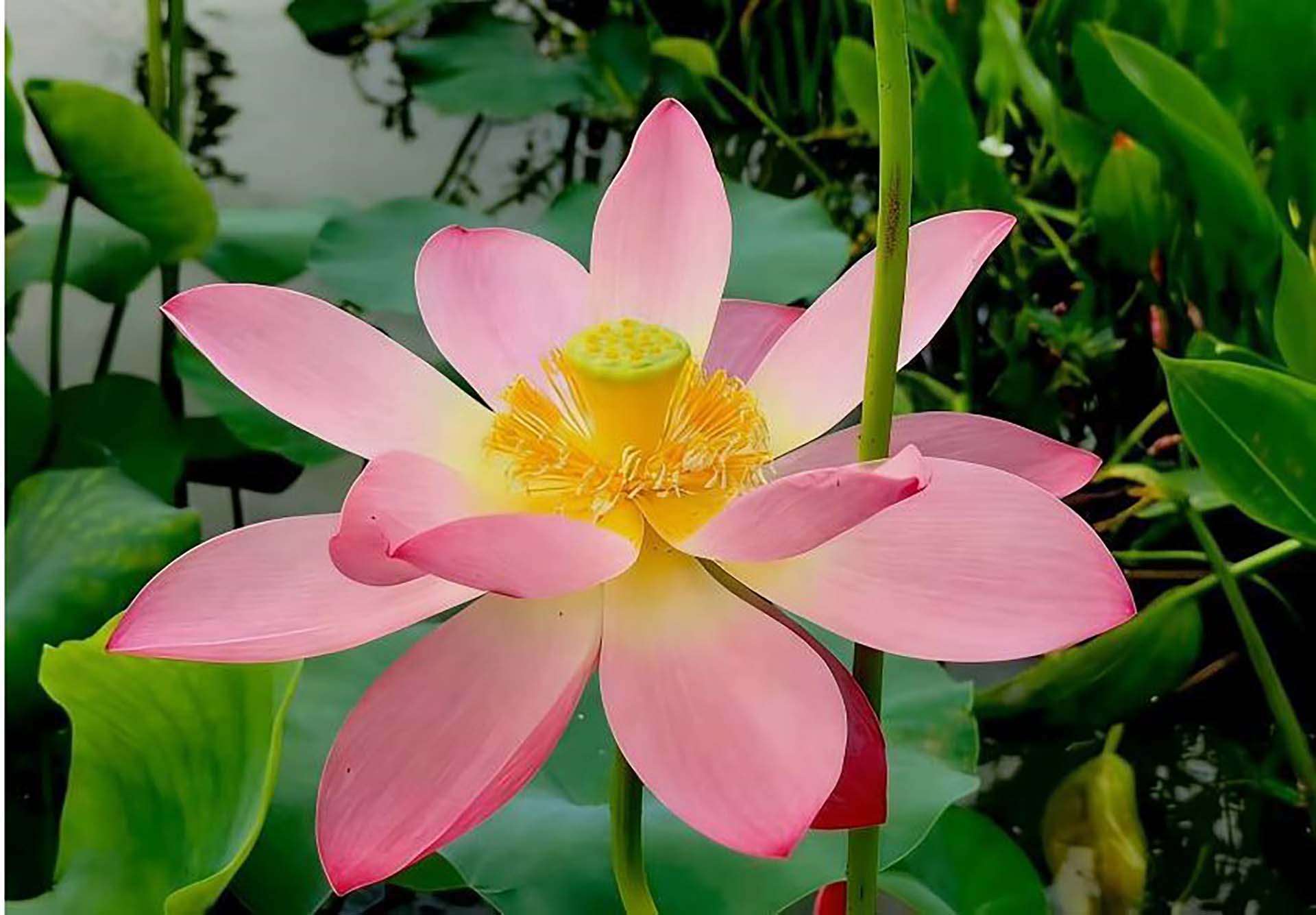 The Scent of Lotus Perfumes the City of Macao – the 26th Macao